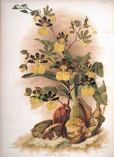 Oncidium Tigrinum by H. Sotheran and Co.